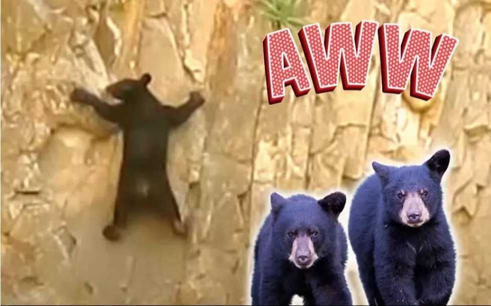 MUST-SEE: Texas Bear Cubs Rock Climbing at Big Bend National Park