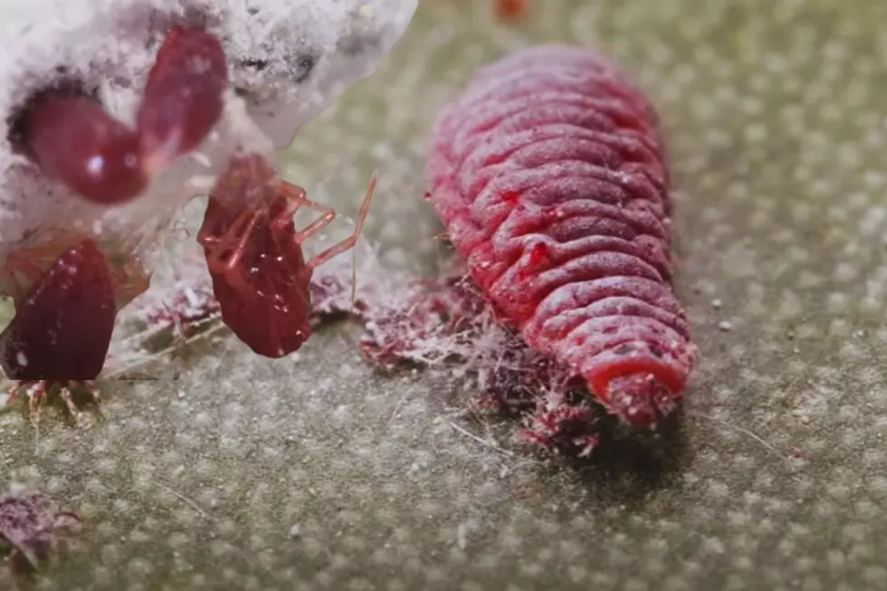 Meet the Red Bug Texans Have No Idea They’re Eating Regularly
