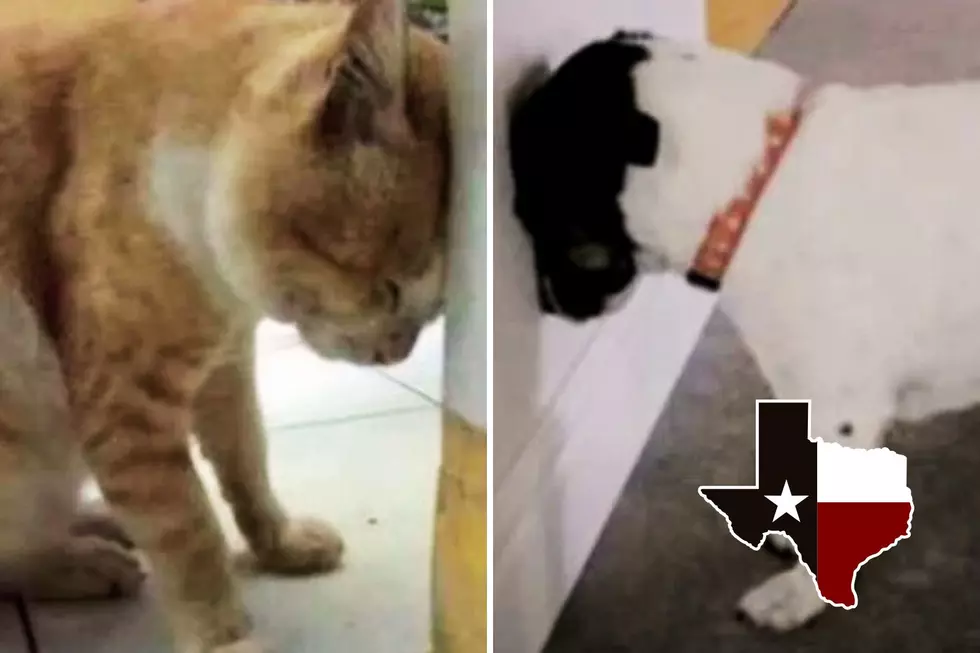 TEXAS: If Your Pet Is ‘Head Pressing,’ Call Your Vet Immediately