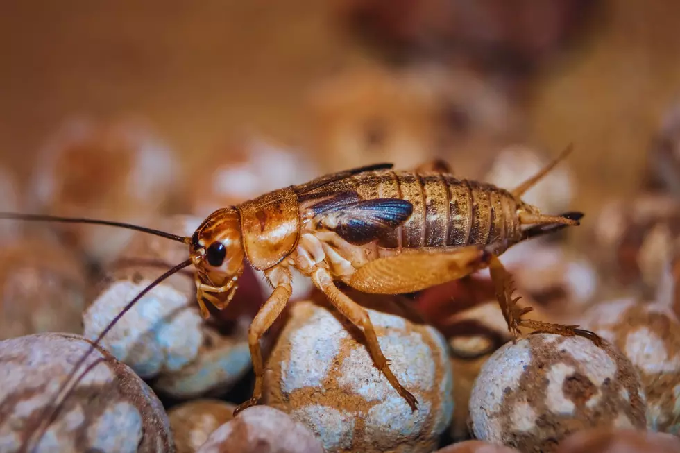 13 Everyday Foods That Secretly Contain Insects in Texas