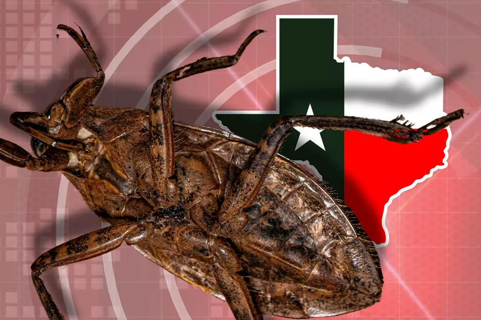 The Five Creepiest Bugs That Now Call Texas Home