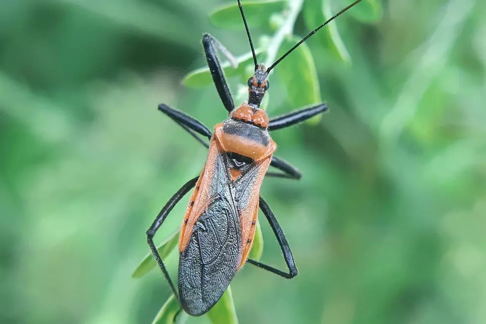 Deadly ‘Kissing Bug’ Disease Now on The Rise in Texas