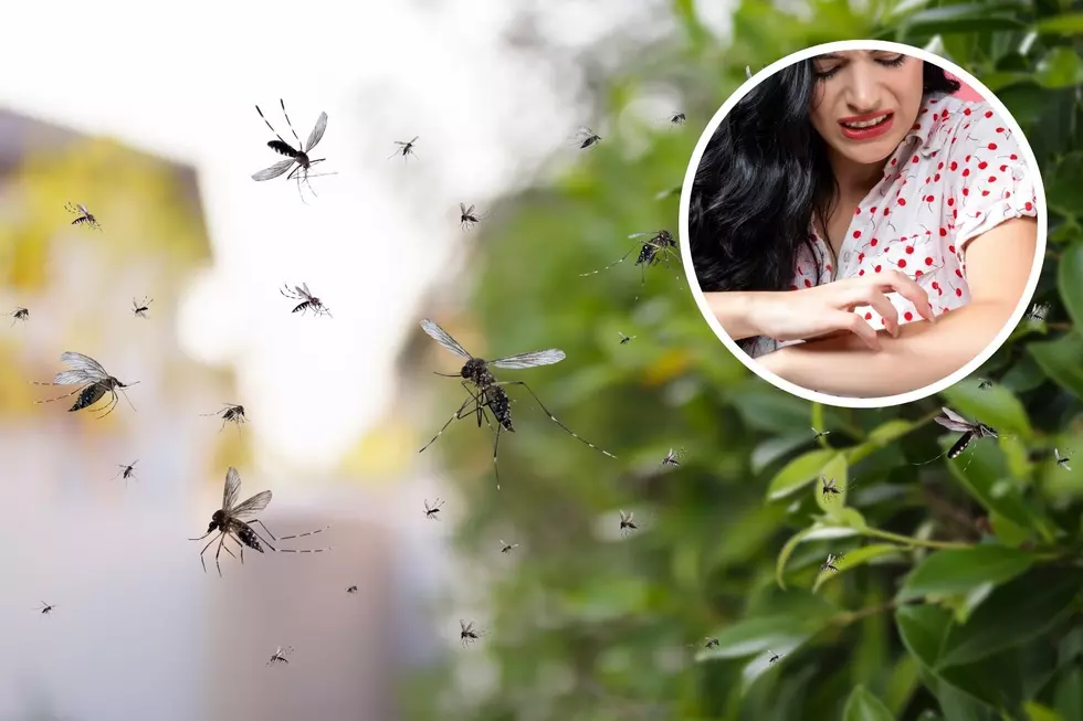 Wearing These Colors Will Help Repel Texas Mosquitoes According to Experts